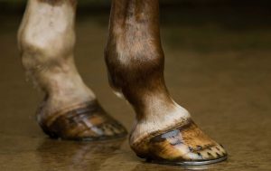 Best Hoof Supplements for Barefoot Horses