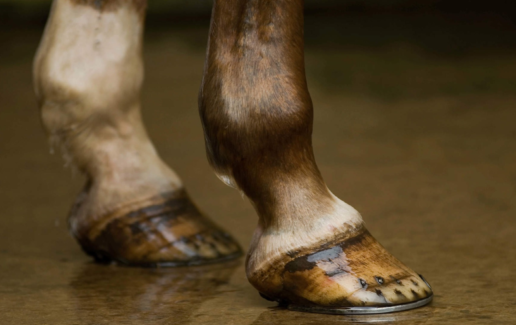 Best Hoof Supplements for Barefoot Horses