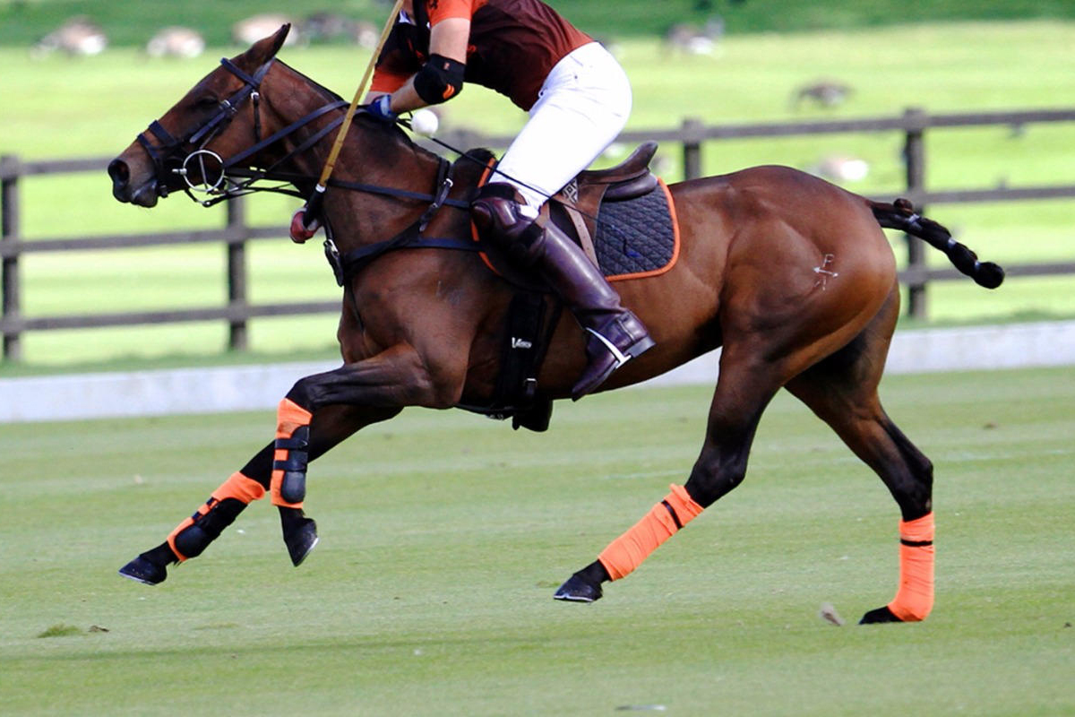 best-ice-boots-for-horses