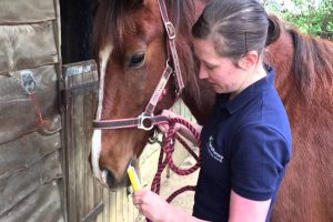 best-wormer-for-horses