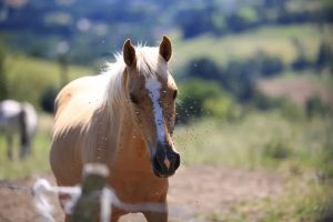 best fly repellent for horses