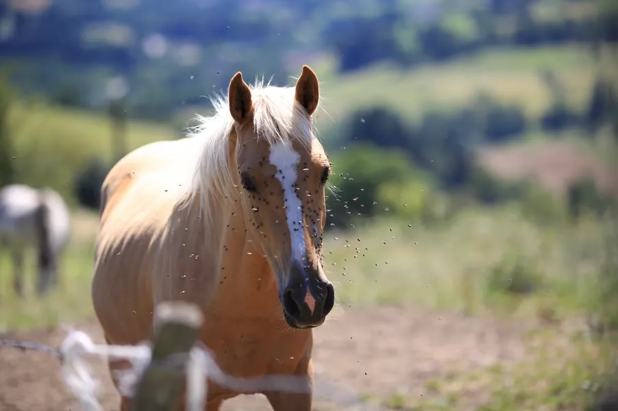 best fly repellent for horses