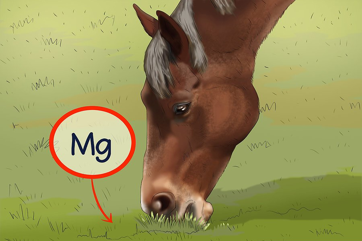 best-magnesium-supplement-for-horses