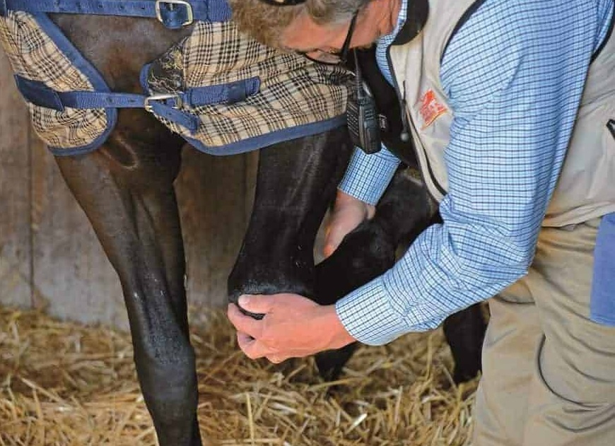 best joint supplement for horses