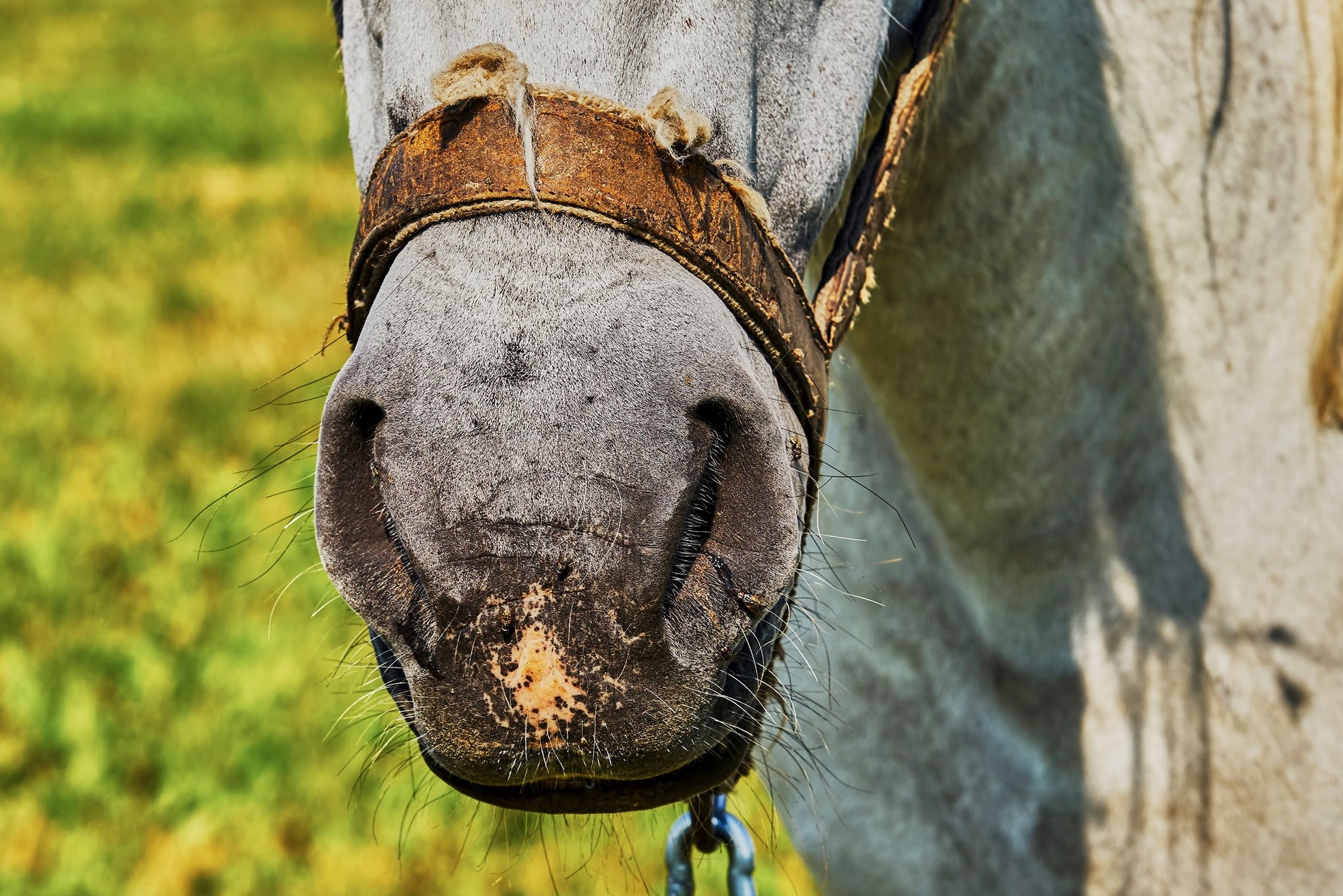 best respiratory supplement for horses
