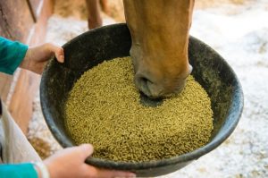 best horse feed for weight gain