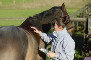 Best Clippers for Horses