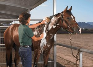 best-horse-shampoo-and-conditioner