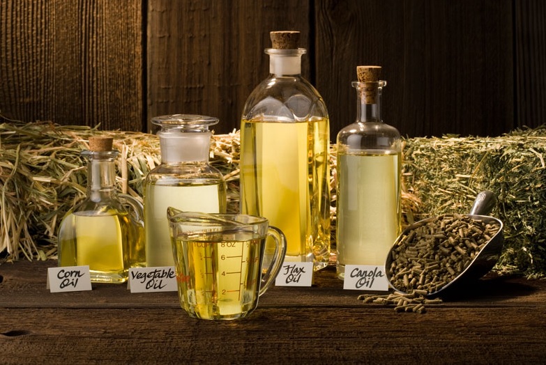 Best Oil to Feed Horses for Weight Gain