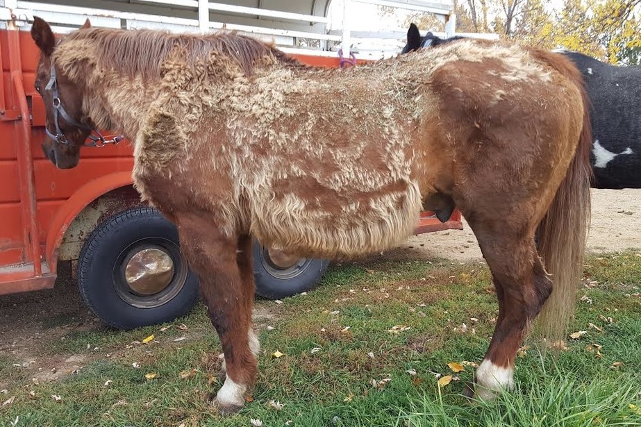 Best Treatment for Cushings in Horses