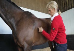 Best Ulcer Treatment for Horses
