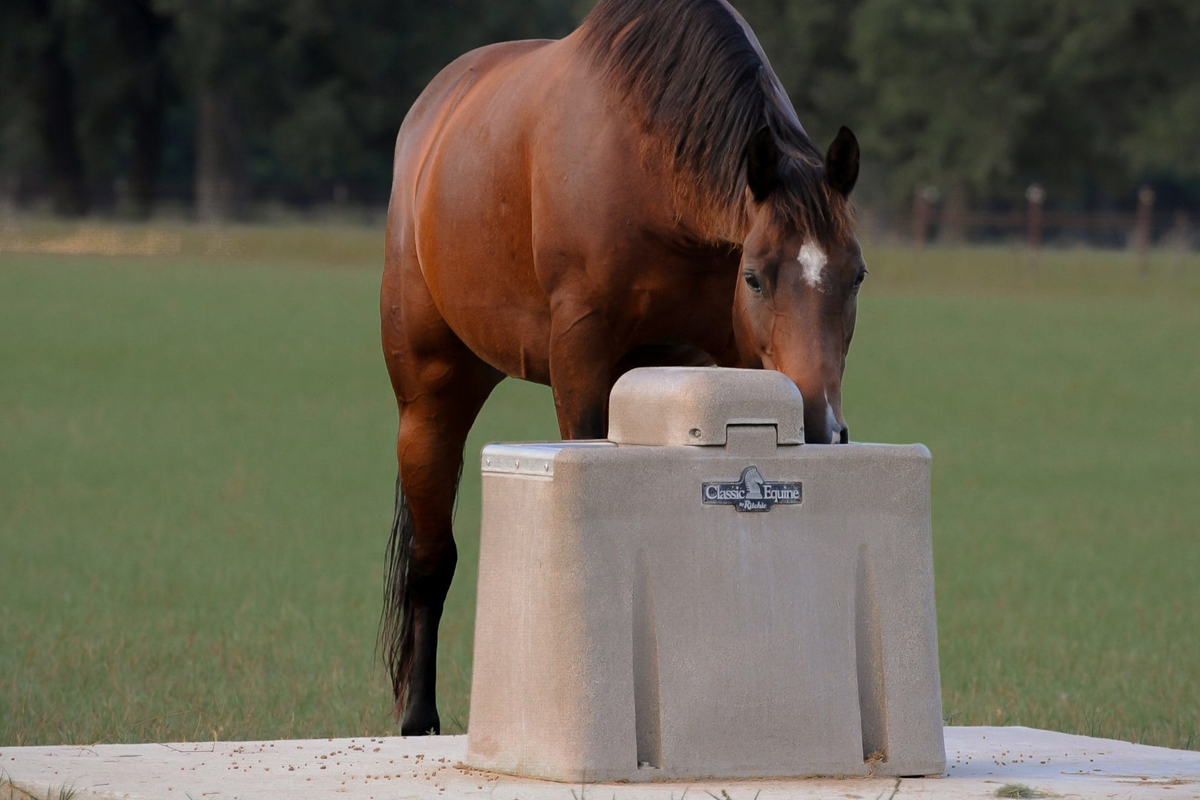 best automatic waterer for horses