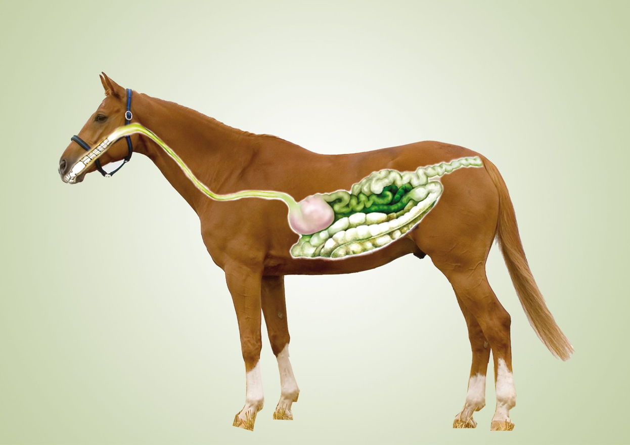 best-senior-horse-feed-for-weight-gain