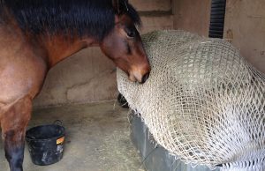 best-slow-feeders-for-horses