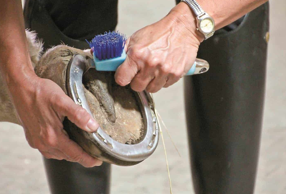 best thrush treatment for horses