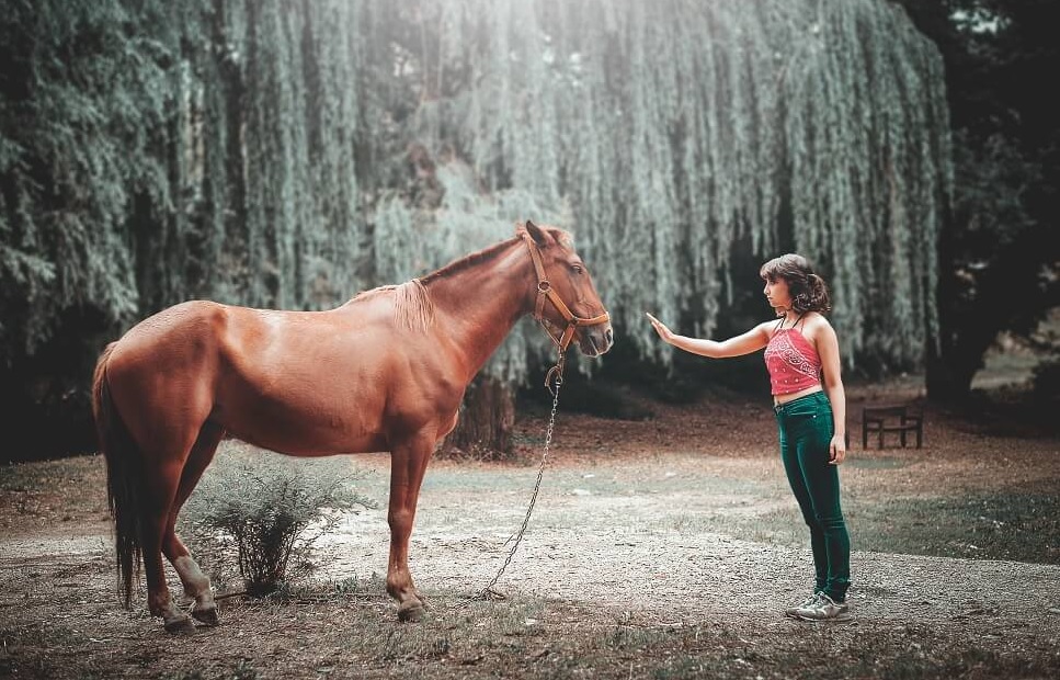 Best Calmer for Nervous Horses