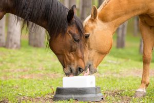 best salt blocks for horses