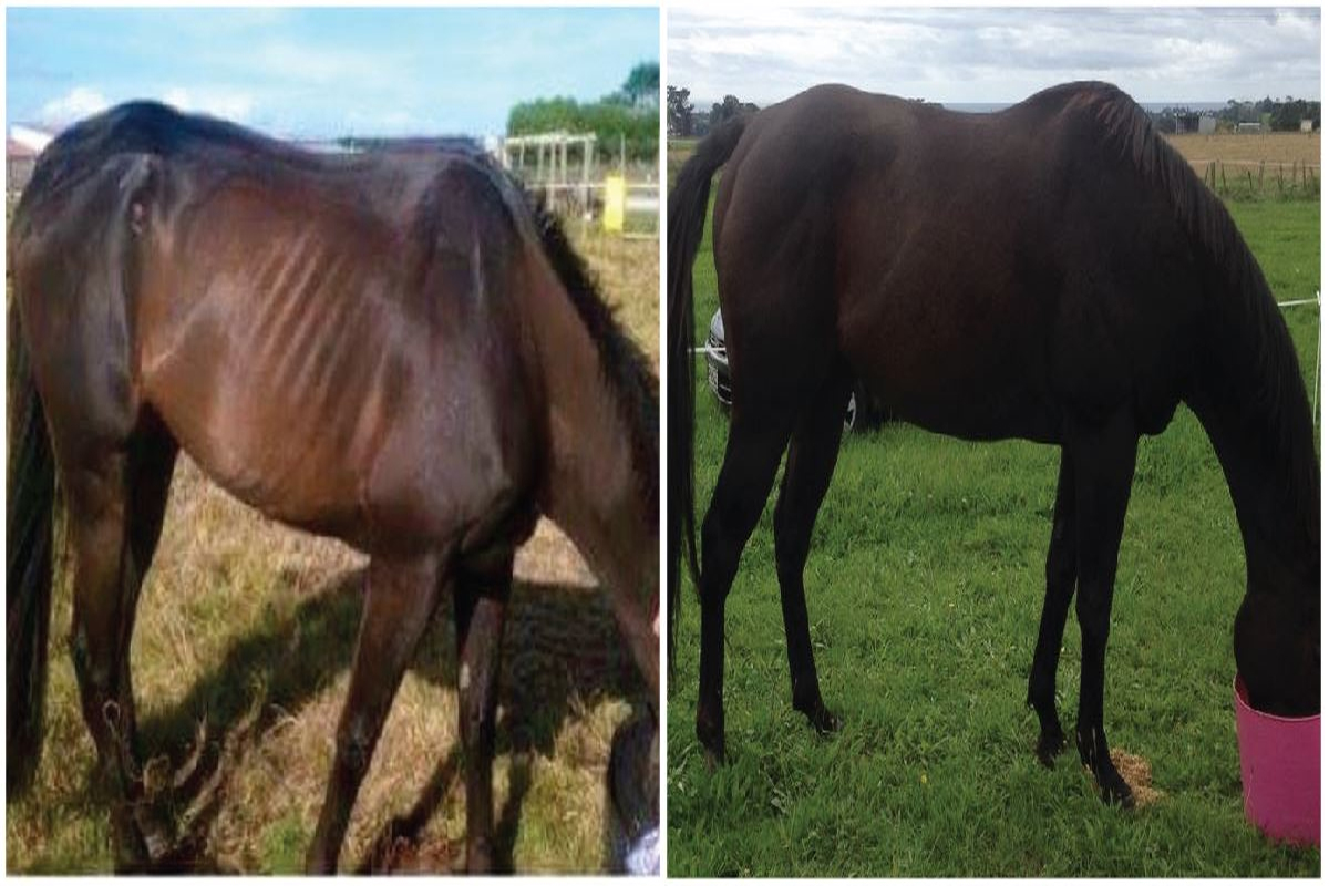 best-way-put-weight-horse