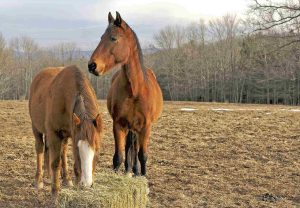 best weight gain supplements for horses