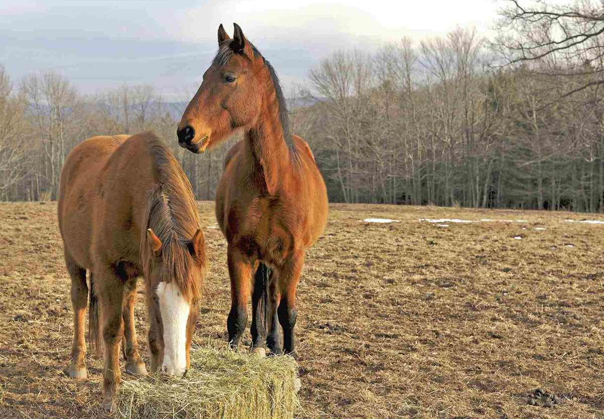 best weight gain supplements for horses
