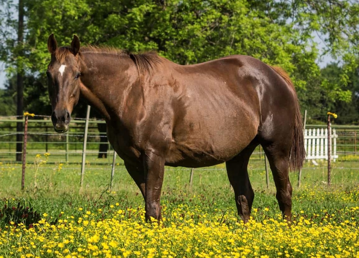 Best Joint Supplement for Older Horses