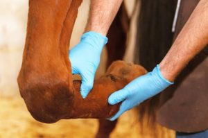 best-equine-joint-supplement-horses