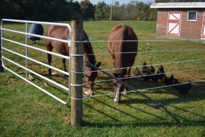 Best Electric Fence for Horses
