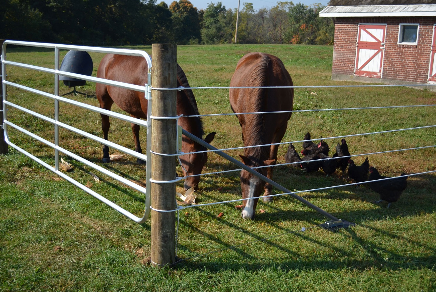 Best Electric Fence for Horses