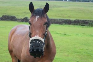 Best Grazing Muzzle for Horses