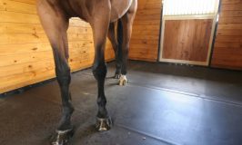 Best Flooring for Horse Stalls