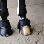 Best Horse Boots for Trail Riding