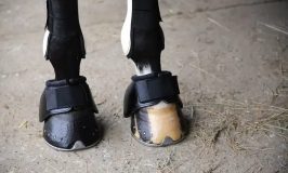 Best Horse Boots for Trail Riding