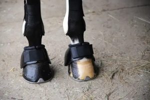 Best Horse Boots for Trail Riding