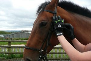 Best Horse Riding Gloves