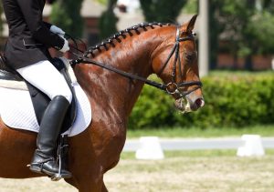 Best Tall Boots for Equestrians
