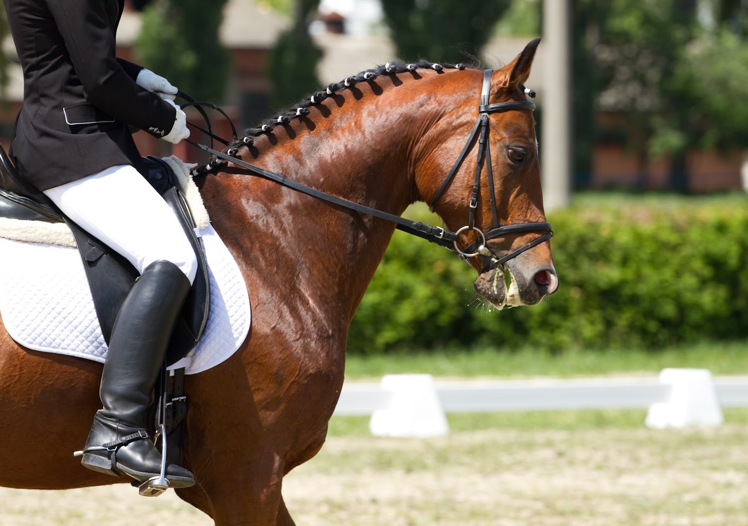 Best Tall Boots for Equestrians