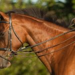 Best Dressage Reins