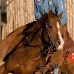 Best Horse Feed For Performance Horses