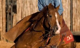 Best Horse Feed For Performance Horses