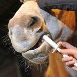 Best Horse Wormer for Fall