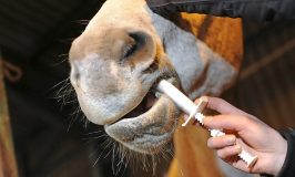 Best Horse Wormer for Fall