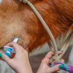 Best Horse Wormer for Spring