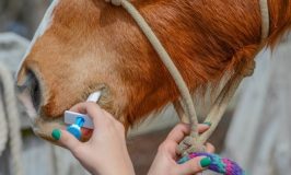 Best Horse Wormer for Spring