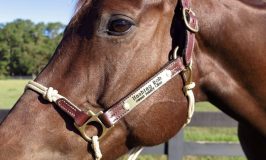 Best Halters for Horses