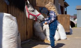Best Horse Treats