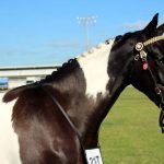 Best Coat Supplement for Horses