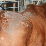 Best Treatment for Rain Rot