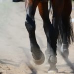 best knee boots for horse